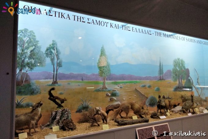 Exhibits of Zoological department 