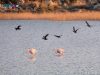 Birds at wetland