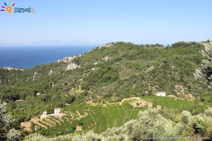 Wine cultivation at Manolates village